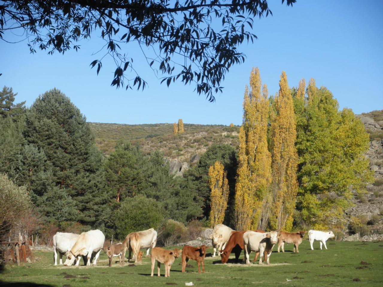 La Casona De Collado ξενώνας Hoyos del Collado Εξωτερικό φωτογραφία